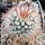 Parodia spec. 'lambertii' ME 130 (Andalgala - Mina Capillitas, 2300m)