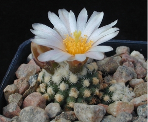 Pediocactus knowltonii