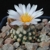 Pediocactus knowltonii