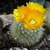 Parodia spec. Nogalito (Nogalito, Arg)
