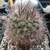 Parodia tuberculosi-costata Lau 537 (Santa Barbara, Salta, Arg)