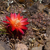 Sulcorebutia verticillacantha v. cuprea MN 614