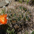 Lobivia pugionacantha v. rossii MN 470