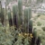 Trichocereus peruvianus (Chavin de Huantar, Ancash, Peru)