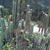 Trichocereus peruvianus (Huarimayo, Ancash, Peru)