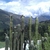 Trichocereus peruvianus (Huari, Ancash, Peru)