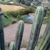 Trichocereus peruvianus (Machcas, Ancash, Peru)