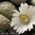 Lithops julii ssp. fullerii (Pofadder, South Cape, ZA)