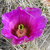 Echinocereus stramineus MN 675 (Brewster Co, TX)
