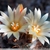 Turbinicarpus schmiedickianus v. flaviflorus GM 588.5 (Santa Rita, SLP)