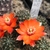 Rebutia  atrovirens v. haefneriana HUN 165 (Yavi-Sta Victoria, 4365m, Arg)