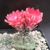 Gymnocalycium baldianum HUN 325