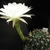 Echinopsis ancistrophora HUN 52 (Quebrada el Sunchal, El Maray, 2282m, Arg)