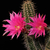 Echinocereus scheeri (Estacion Divisadero, Chih, Mex)