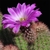 Echinocereus sciurus (Cabo San Lucas, BC)