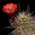 Echinocereus spec. (Virgin, Utah)
