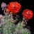 Echinocereus salm-dyckianus (Yecora - San Nicolas, Km 277, Sonora, Mex)