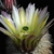 Echinocereus dasyacanthus (McCamey, Texas)