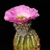 Echinocereus reichenbachii ssp. caespitosus (Comal, TX)
