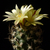 Turbinicarpus schmiedickianus v. minimus TCG 9101