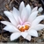 Turbinicarpus macrochele RS 283 (Guerrero, SLP, Mex)