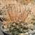 Ancistrocactus pinkavanus (Quatrocienegas, Coahuila, Mexico)