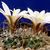 Turbinicarpus graminispinus (N Dr. Arroyo, NL, Mexico)