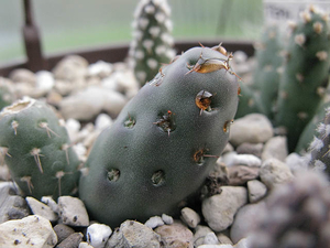 Maihueniopsis minuta ´mandragora´