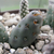 Maihueniopsis minuta ´mandragora´