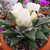 Ariocarpus retusus ssp. scapharostroides LH 453 (Las Tablas, SLP)