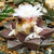 Ariocarpus retusus SB 240 (Matehuala, SLP)