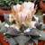 Ariocarpus retusus SB 310 (Cuesta la Muralla, COA)