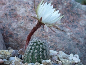 Pygmaecereus bylesianus TB 260.1