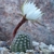 Pygmaecereus bylesianus TB 260.1