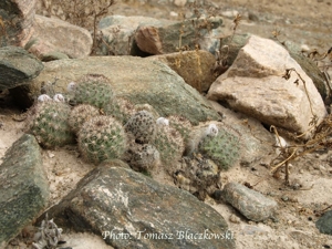 Pygmaecereus bylesianus TB 260.1