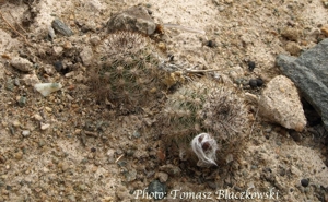 Pygmaecereus bylesianus TB 260.1