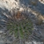 Echinocactus platyacanthus 'longispinus' (El Tokio, NL, Mex)