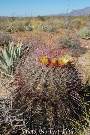 Ferocactus cylindraceus ssp. tortulispinus (Laguna Chapala, BCN)