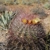 Ferocactus cylindraceus ssp. tortulispinus (Laguna Chapala, BCN)