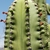 Myrtillocactus schenkii (Mitla, Oaxaca, Mex)