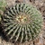Ferocactus recurvus ssp. greenwoodii (San José, La Chiguiri, Oaxaca, Mex)