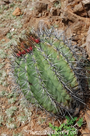 Ferocactus lindsayi (Paso del Chivu, Michoacan, Mex)