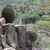 Ferocactus lindsayi (Paso del Chivu, Michoacan, Mex)