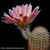 Echinocereus dasyacanthus ssp. crockettianus (S Sheffield, Crocket Co, TX, USA)