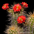 Echinocereus yavapayensis (Yarnell, AZ, USA)