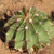 Ferocactus haematacanthus