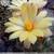 Mammillaria baumii (San Vincente, Mex)
