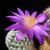 Mammillaria dodsonii (Benito Juarez, Mex)