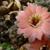 Rebutia leucanthema aff. HJ 490 (Rancho Santa Rosa, Bolivia)