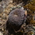 Rebutia heliosa v. condorensis MN 527 (Abra Condor, 2629m, Tarija, Bolivia)